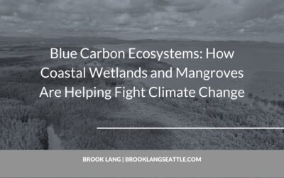 Blue Carbon Ecosystems: How Coastal Wetlands and Mangroves Are Helping Fight Climate Change